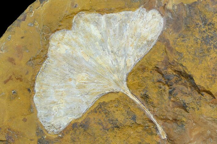 Top Quality, 4" Fossil Ginkgo Leaf From North Dakota - Paleocene